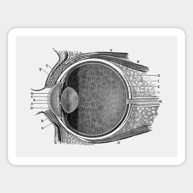 Unlabeled Eye Anatomy Diagram - Vintage Anatomy - Optometrist - Magnet